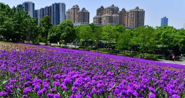 马鞭草花语紫薇有哪些含义？