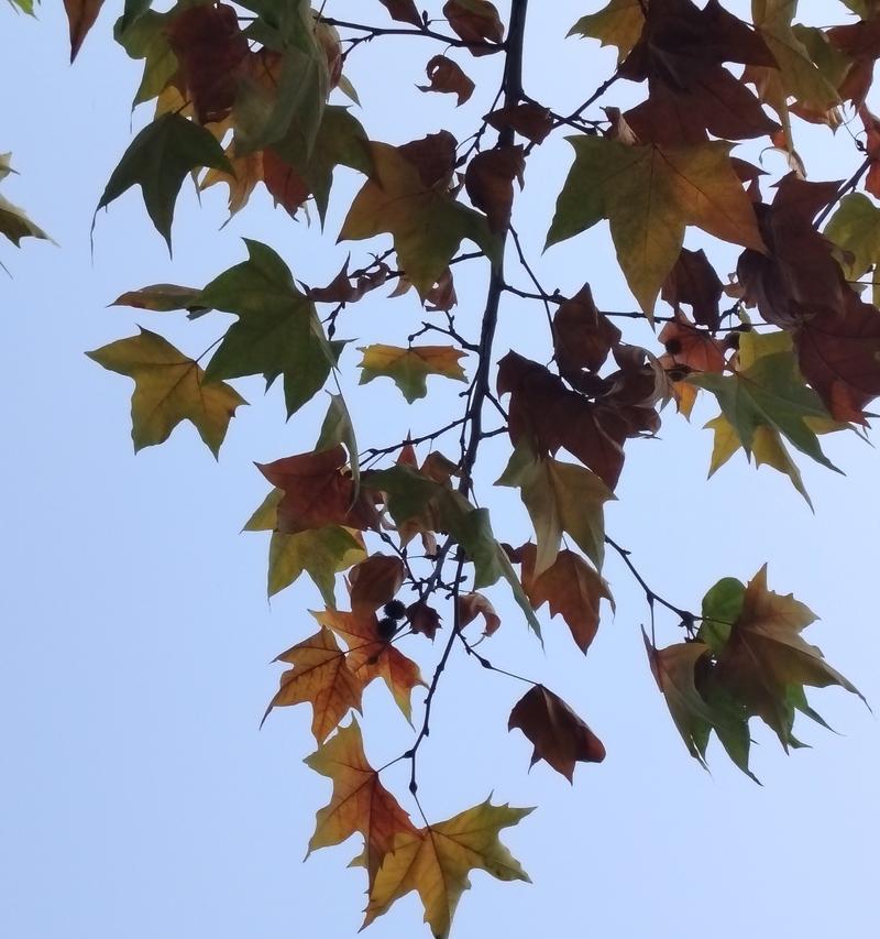 梧桐树在冬天的花语是什么？