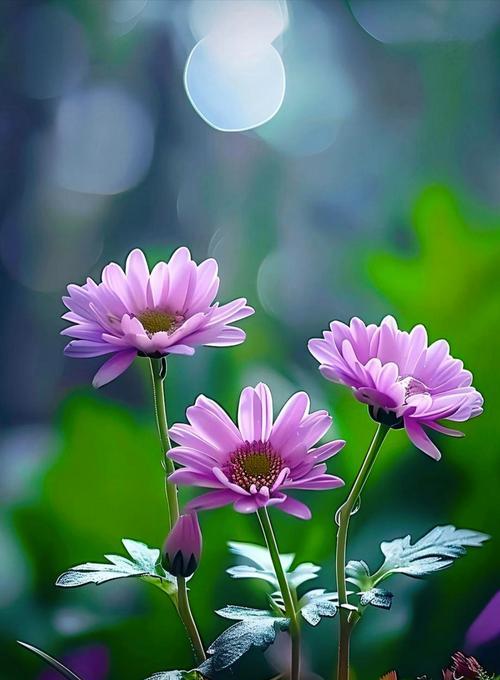 野雏菊花代表什么花语？