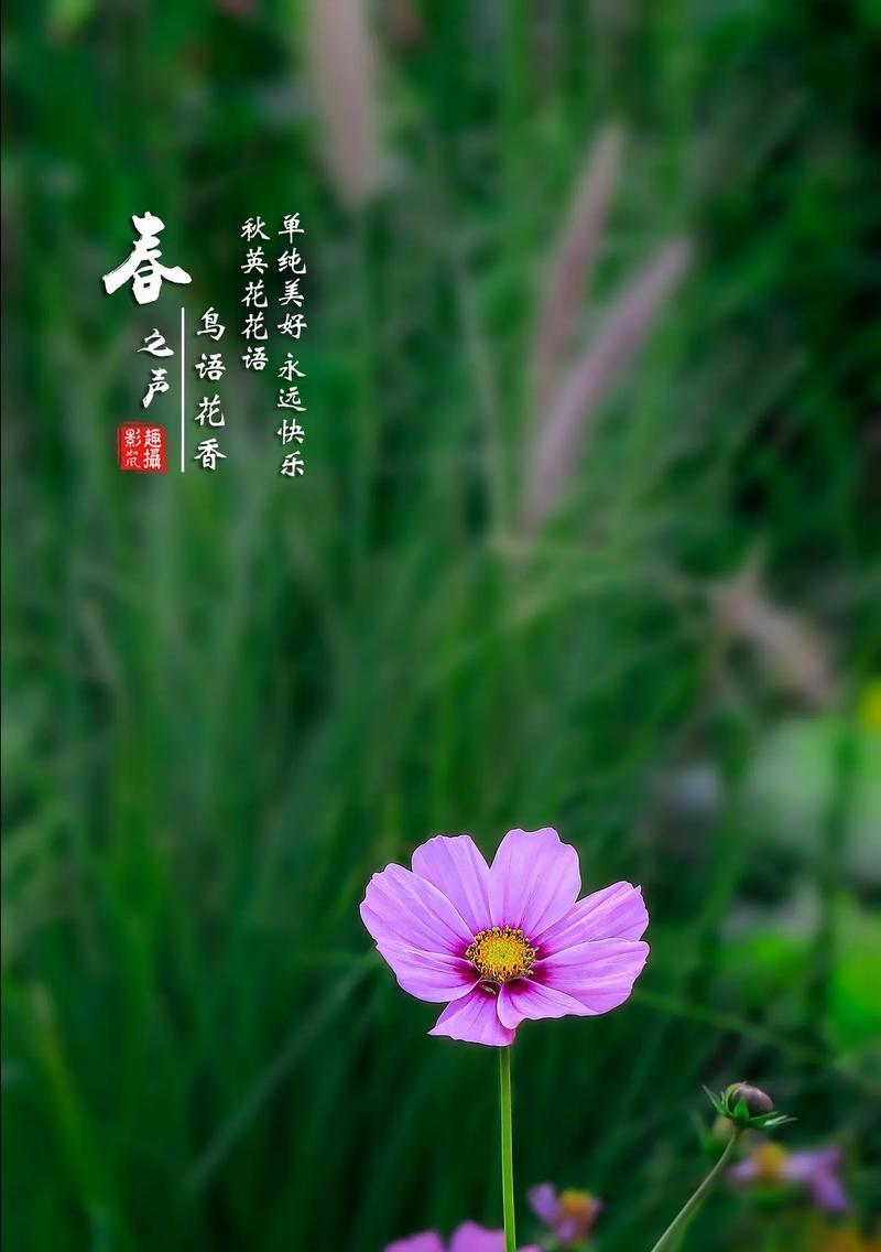 哪些花的花语是回报？