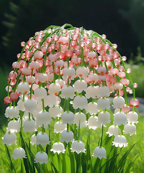 哪些花的花语是回报？
