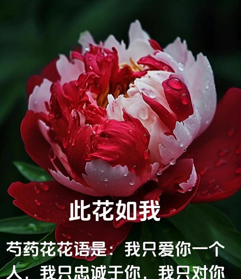初恋的花语代表了谁？