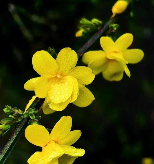 迎春花的祝福花语有哪些含义？