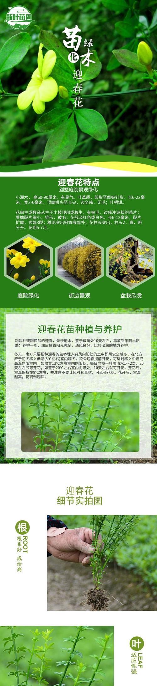 迎春花的祝福花语有哪些含义？