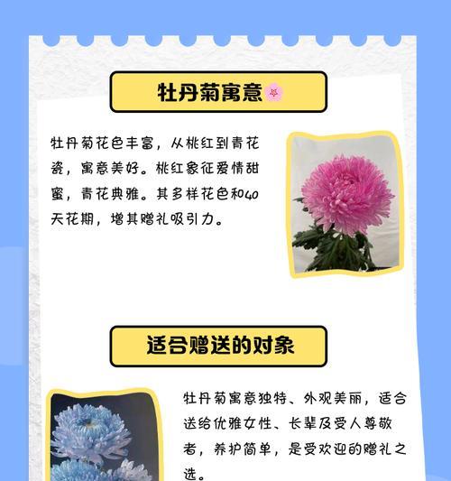 混色菊花代表了什么花语？