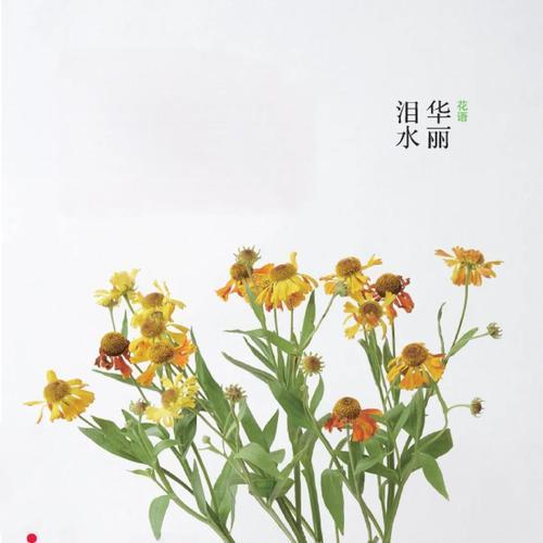 混色菊花代表了什么花语？