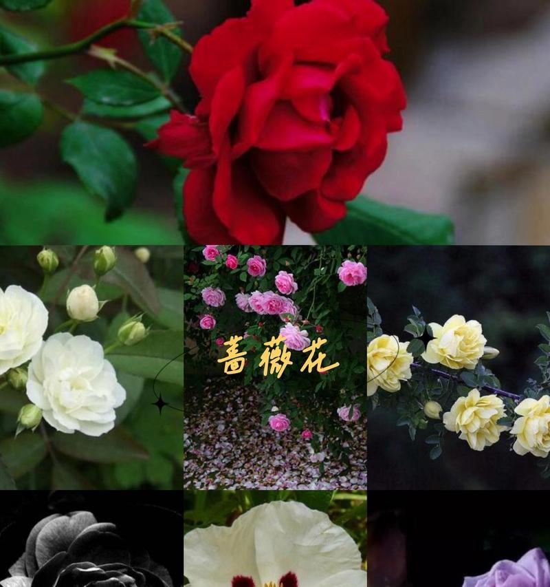 蔷薇花的花语语录有哪些？