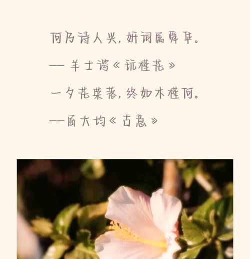 木槿花的花语应该怎么读？
