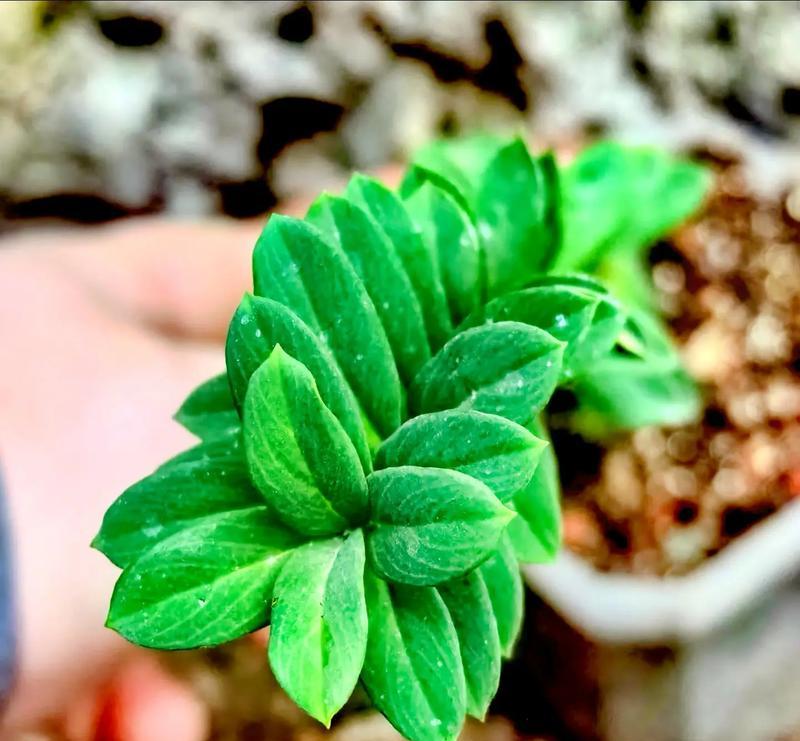 瑞香花精灵的花语有哪些？