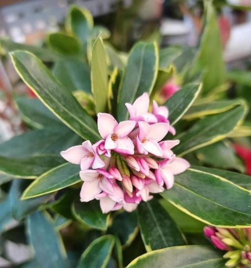 瑞香花精灵的花语有哪些？