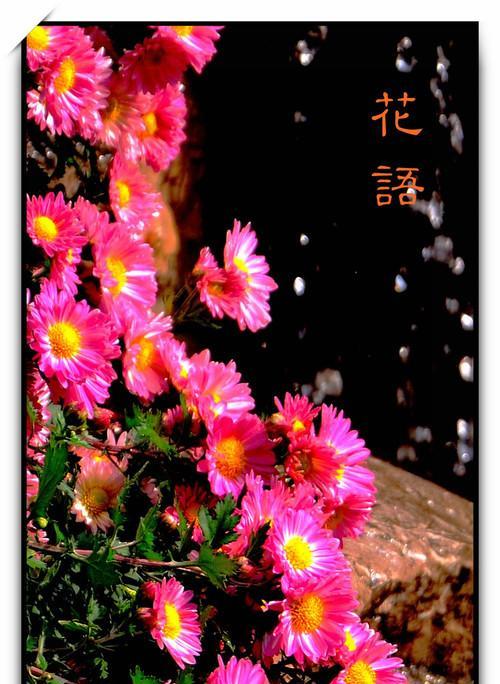 秋花语代表了哪种鱼？
