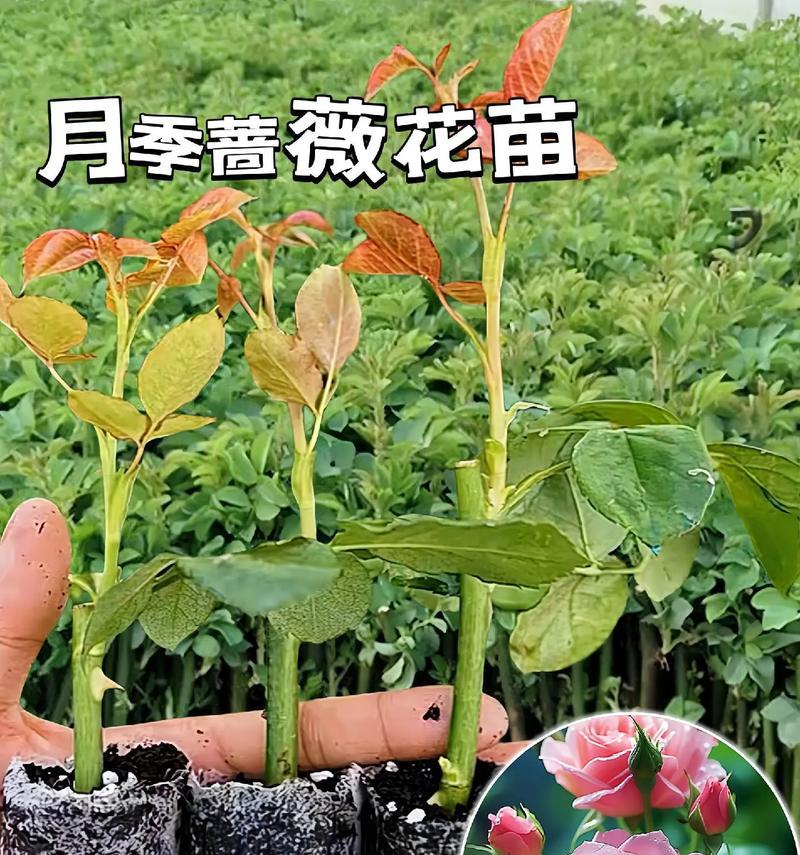 绿色月季的花语有哪些含义？