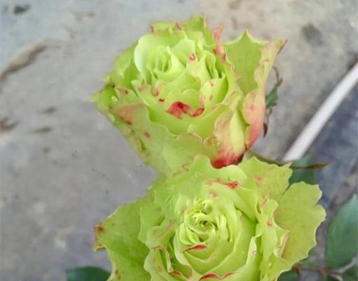 绿色月季的花语有哪些含义？