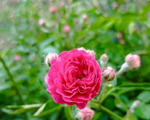 绿色月季的花语有哪些含义？