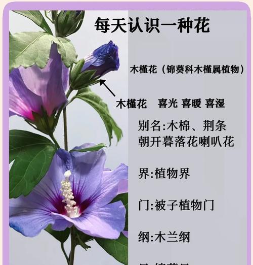 木槿花的花语寓意有哪些？