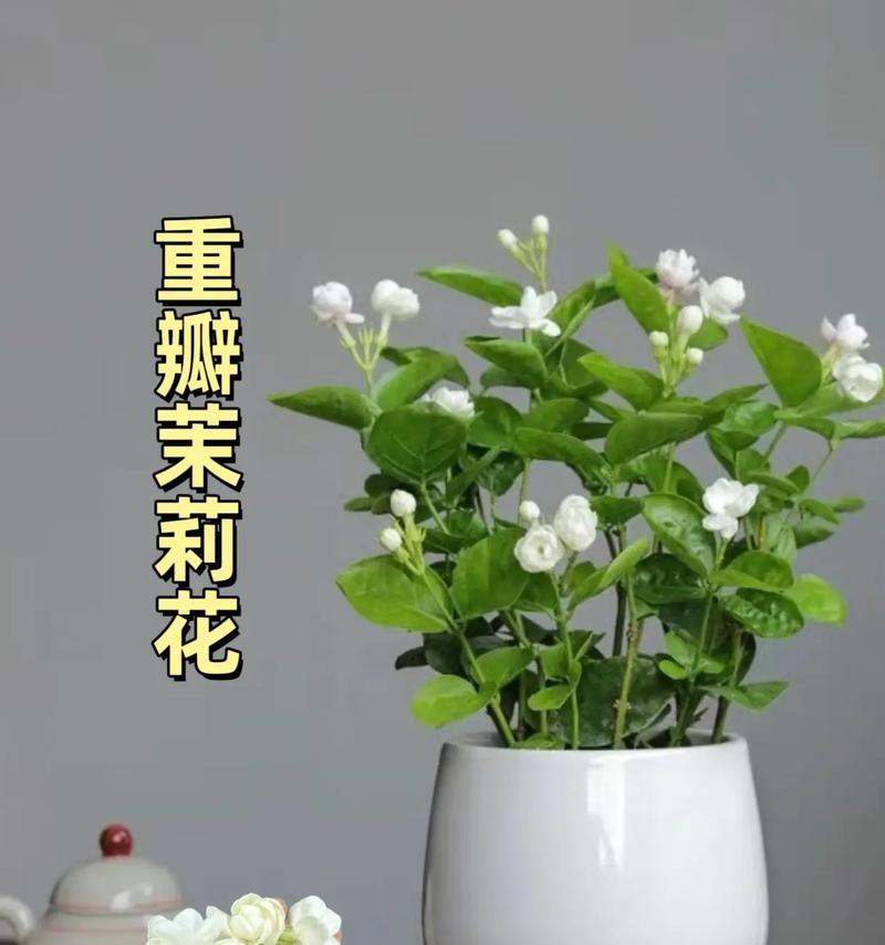 有哪些花的花语是爱国？