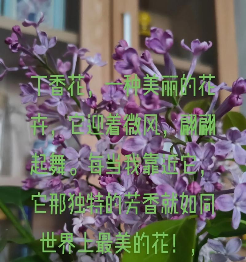 回忆的花语代表了谁？