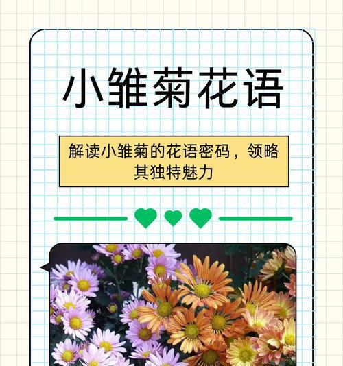 桔梗小雏菊的花语有哪些含义？