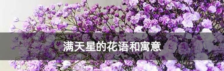青葛的花语和寓意有哪些？
