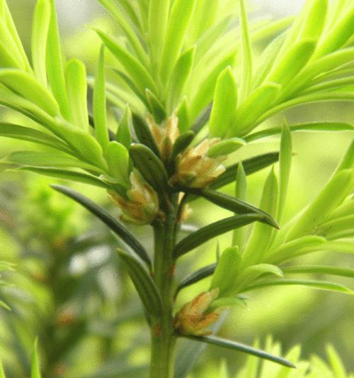 室内红豆杉的花语有哪些含义？