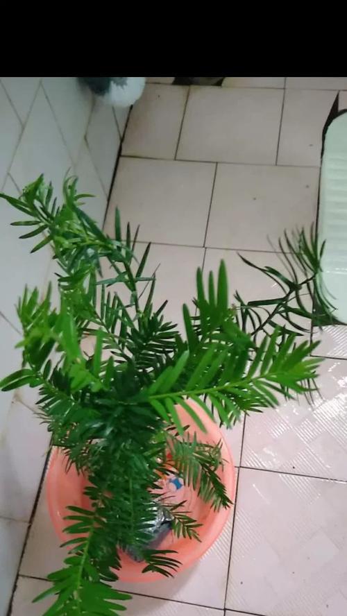 室内红豆杉的花语有哪些含义？