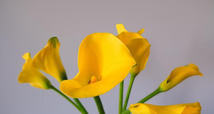 马蹄莲花语彩色是什么意思？