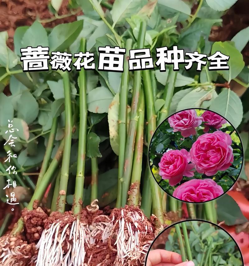 蔷薇花的花语含义有哪些？