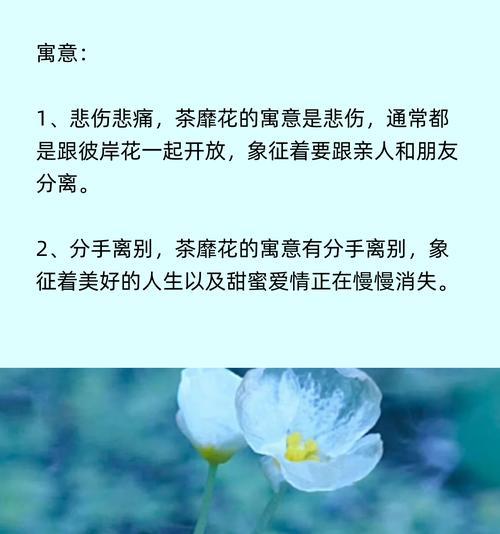 蔷薇花的花语含义有哪些？
