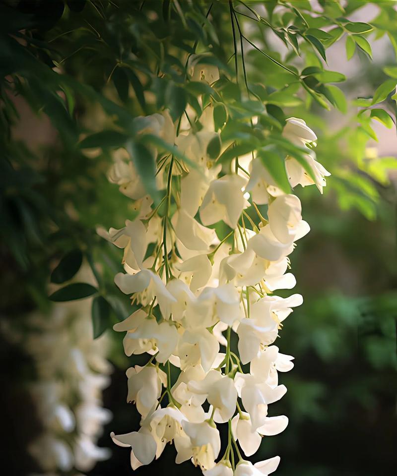 希茉莉的花语美文能表达什么情感？