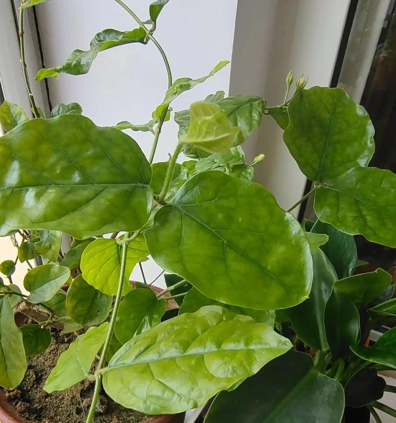 希茉莉的花语美文能表达什么情感？