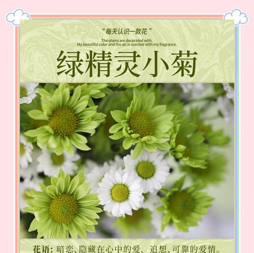 小菊花代表的爱情花语是什么？