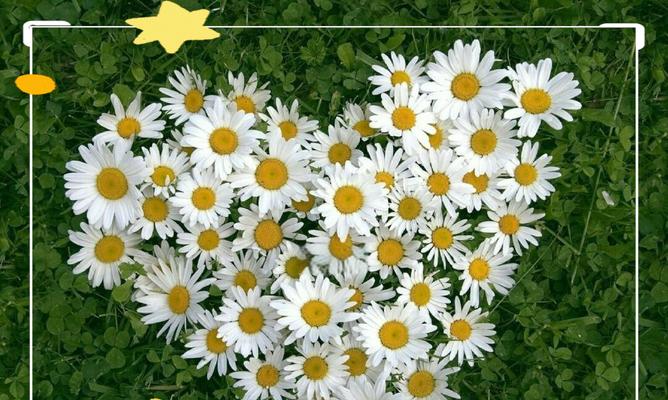 小菊花代表的爱情花语是什么？