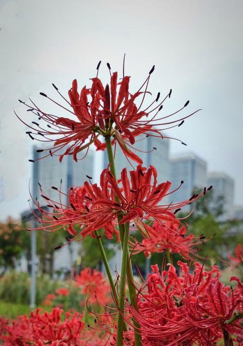 红色彼岸花的花语句子有哪些？
