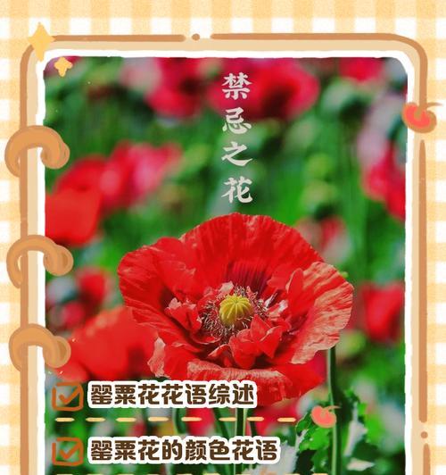 哪种花的花语代表美好？