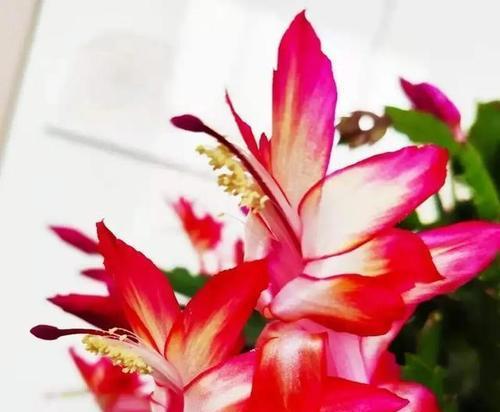 蟹爪莲粉色的花语代表什么？