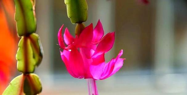 蟹爪莲粉色的花语代表什么？