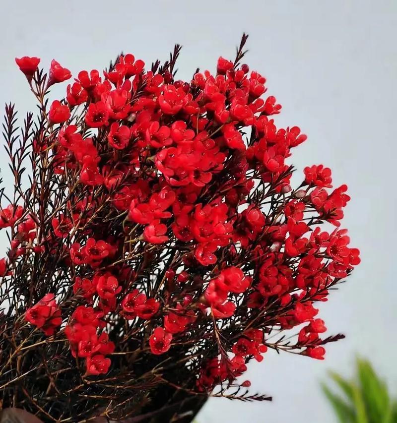 红色腊梅花的花语有何深意？