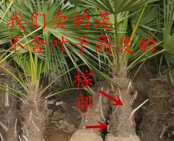棕竹的花语是什么？