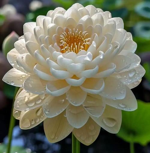 白美人花的花语是什么？