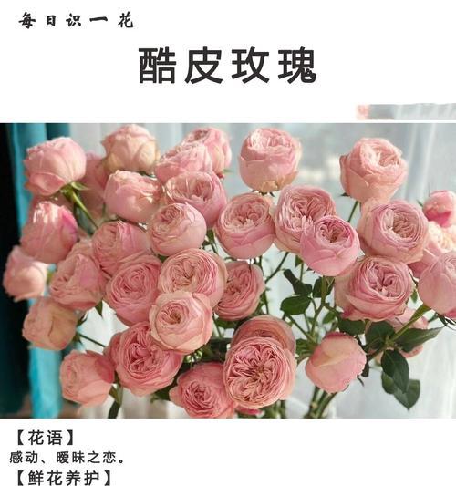 精品粉玫瑰的花语代表什么？