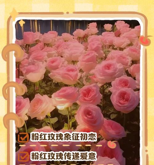 精品粉玫瑰的花语代表什么？