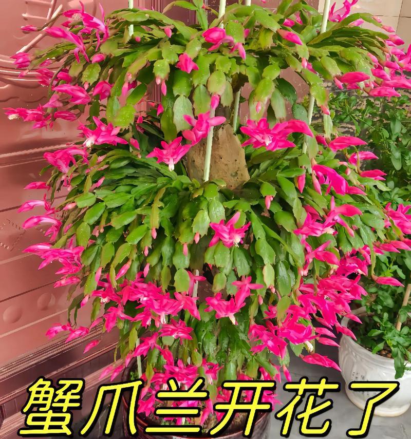 蟹爪兰的花语大全有哪些？