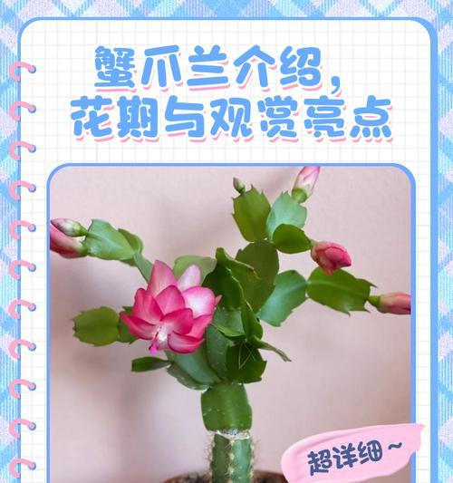 蟹爪兰的花语大全有哪些？