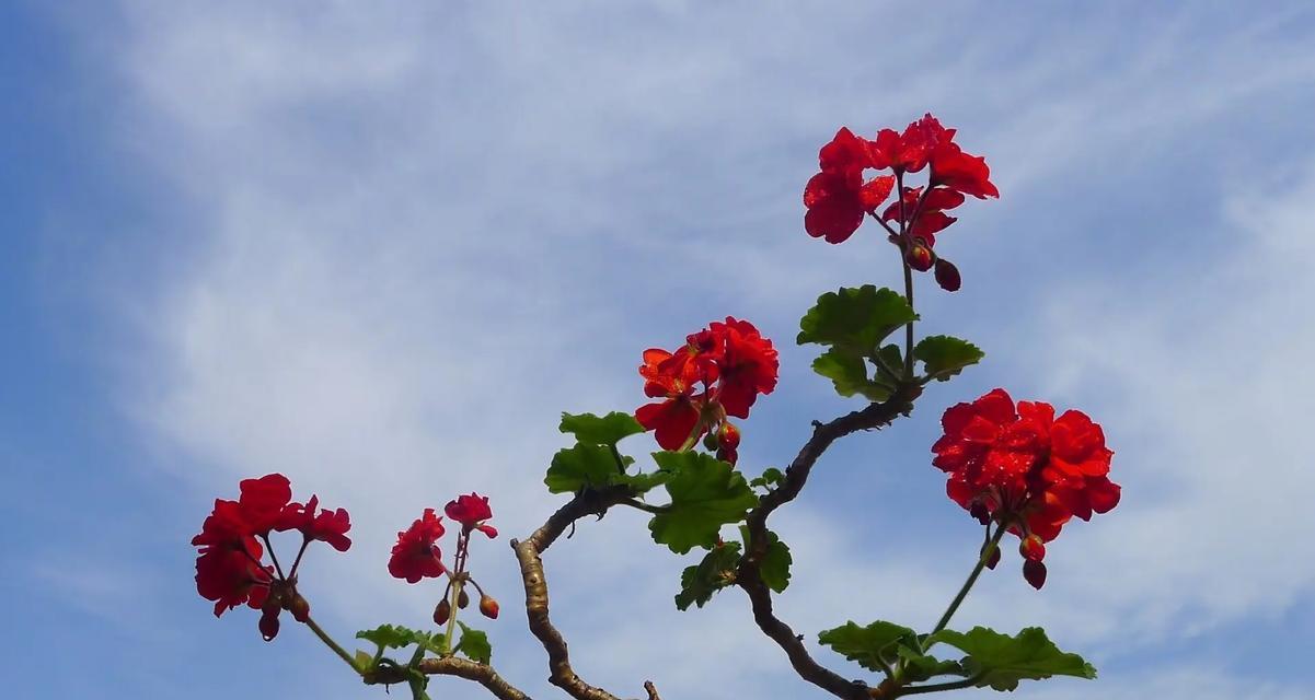 天竺葵花的花语是什么？