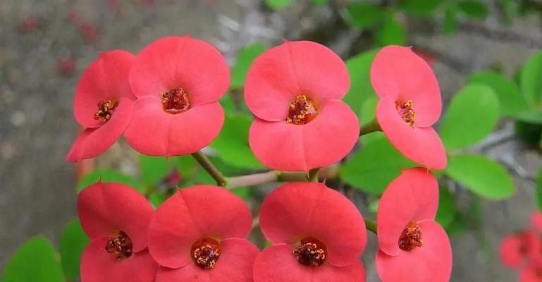 刺梅花的花语和寓意是什么？