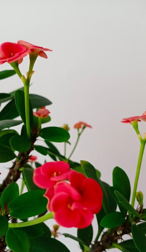刺梅花的花语和寓意是什么？