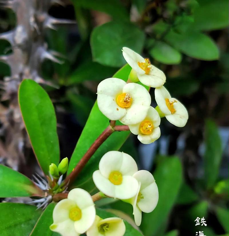 刺梅花的花语和寓意是什么？