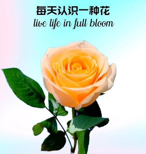 香槟玫瑰的花语有哪些？