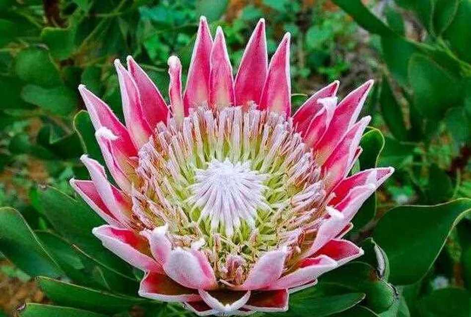 蒂亚花的花语是什么？