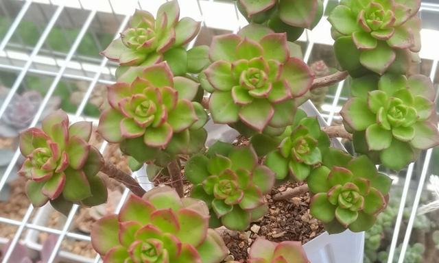 蒂亚花的花语是什么？